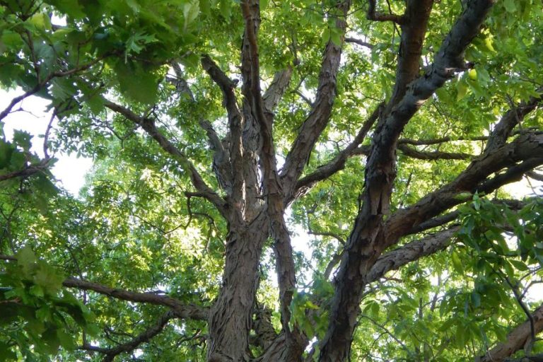 Hickory Tree Care Tips and maintenance for healthy trees Leaf and