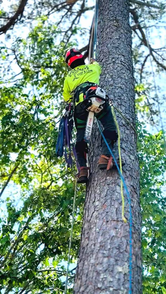 One of Leaf and Limb's tree workers climbing a tall tree in the Gainesville area.