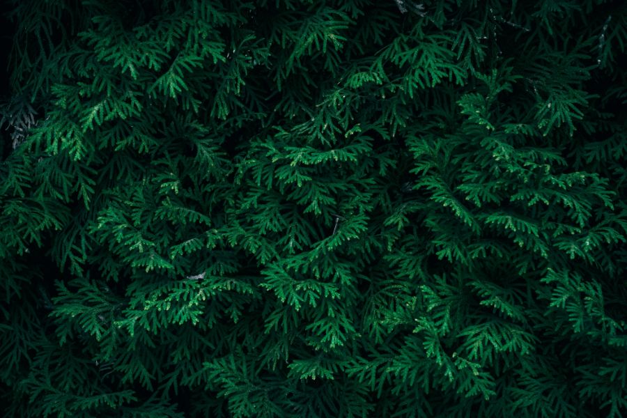 Needles from cedar pine trees.