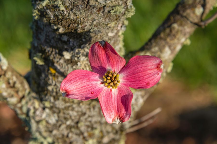 A dogwood flower.