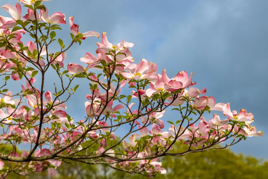 Dogwood flowers in bloom on a branch.