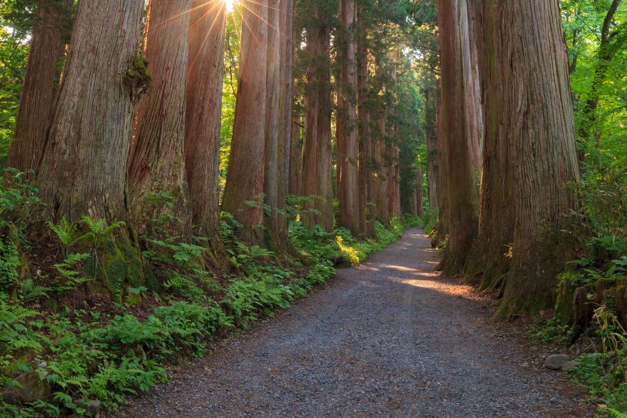 A row of cedar trees near a path.