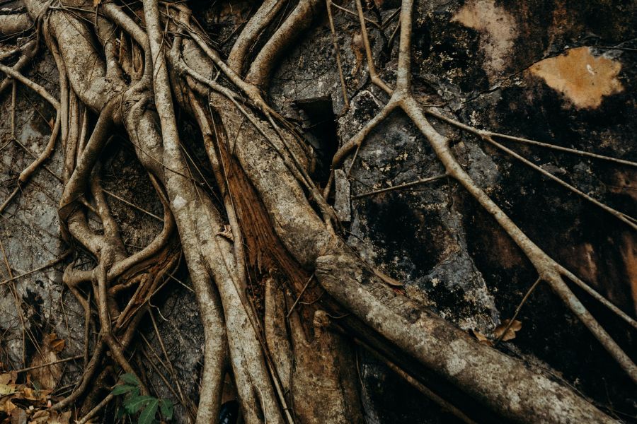 Tangled tree roots from a fallen tree.
