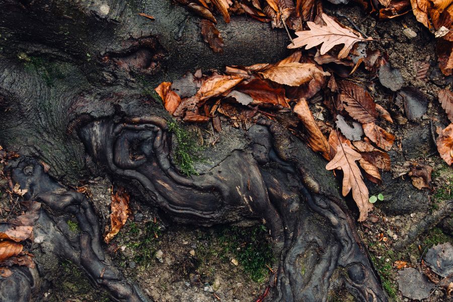 Wet tree roots on a homeowner's property.
