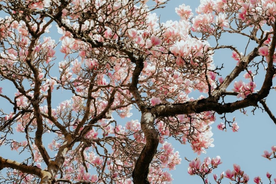 Branches of the magnolia tree.