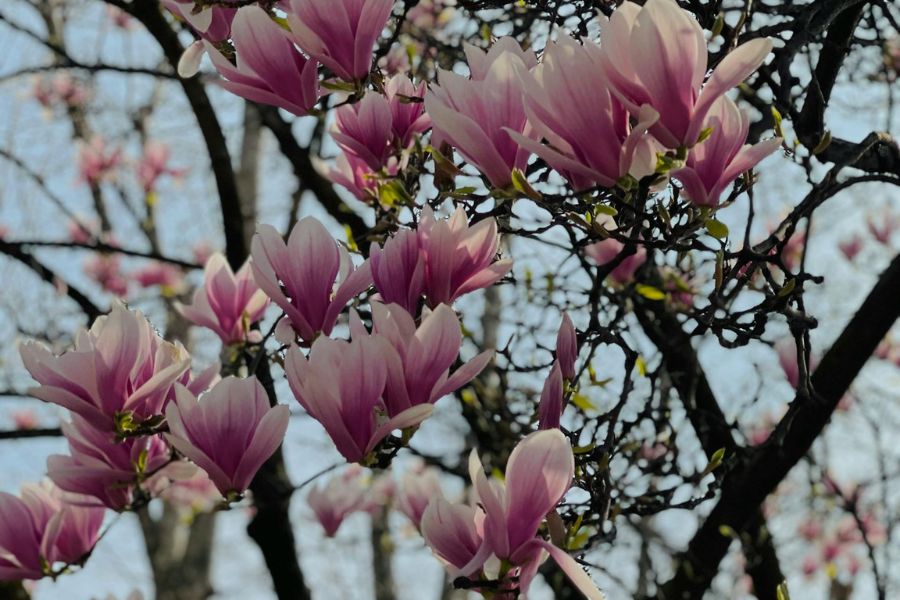 Flowers on a healthy magnolia tree branch.