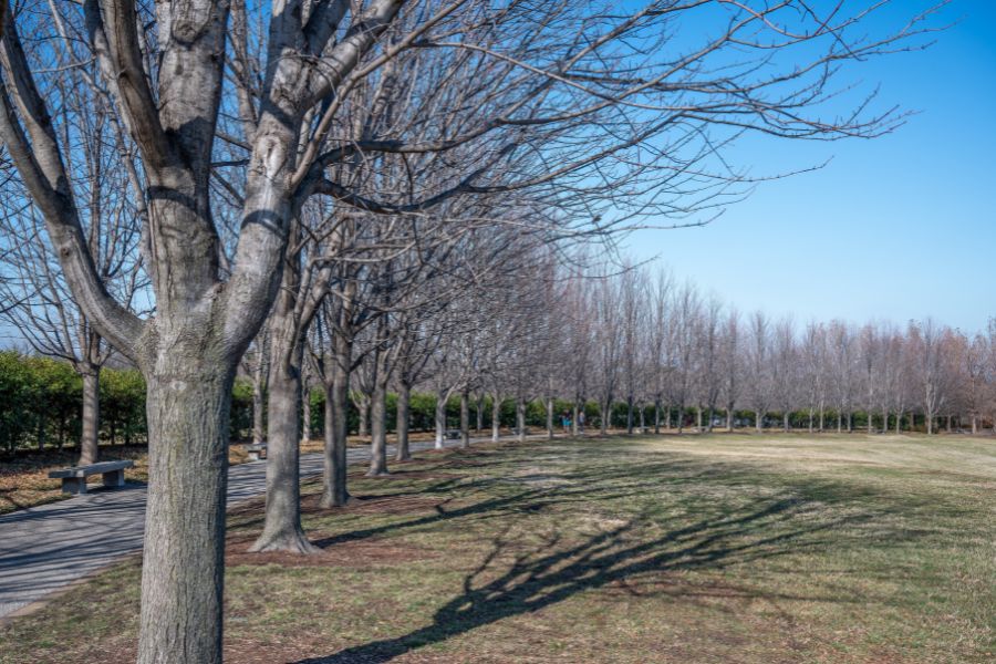 A row of trees alongside a Georgia road during the dormant season.